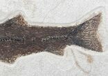 Rare Notogoneus From Green River Formation #13096-3
